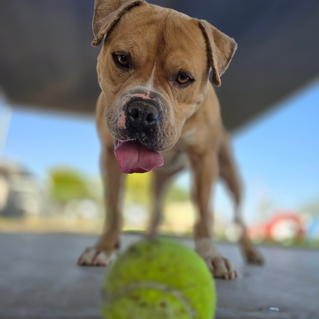 Tyrone, an adoptable Pit Bull Terrier in Yuma, AZ, 85365 | Photo Image 1
