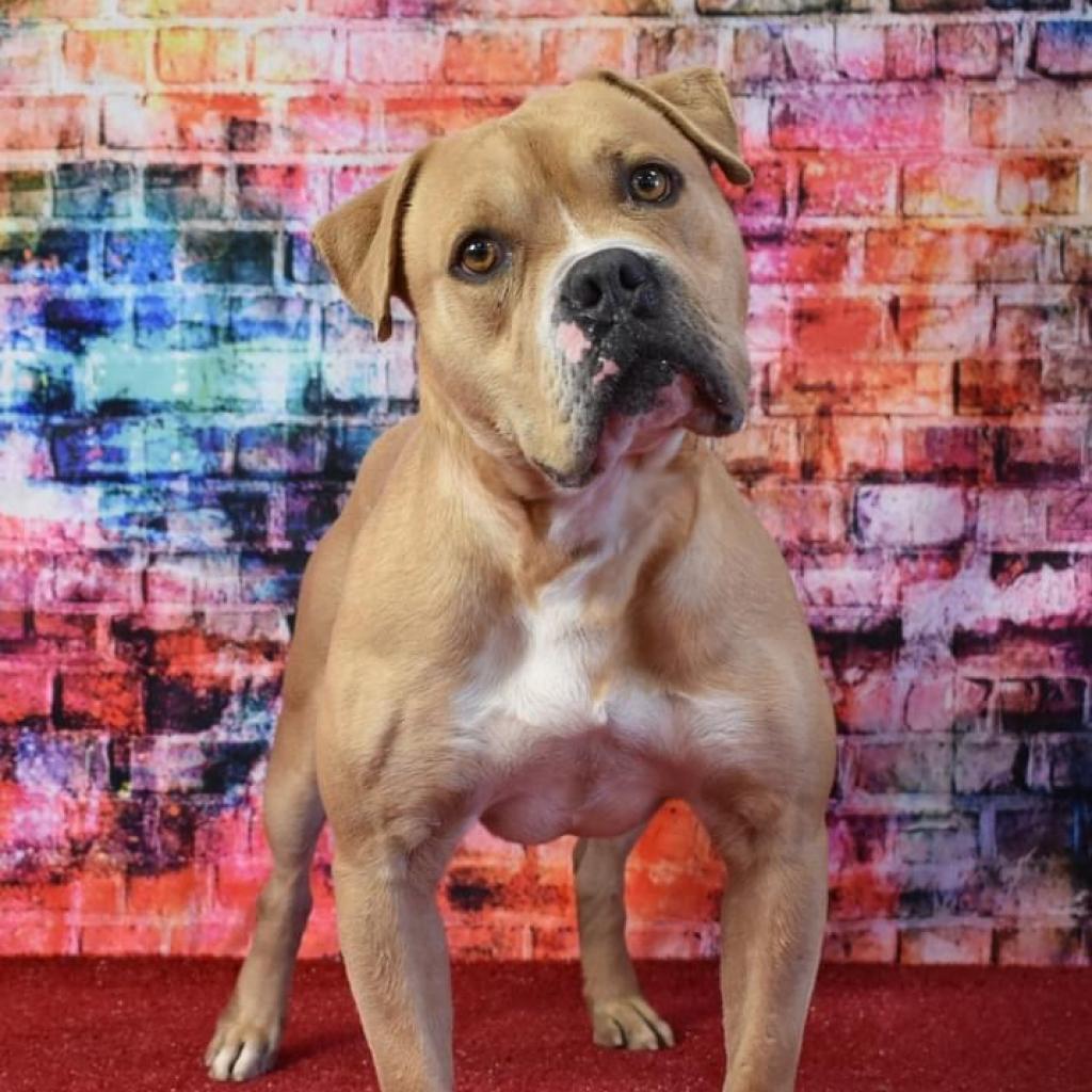 Tyrone, an adoptable Pit Bull Terrier in Yuma, AZ, 85365 | Photo Image 2