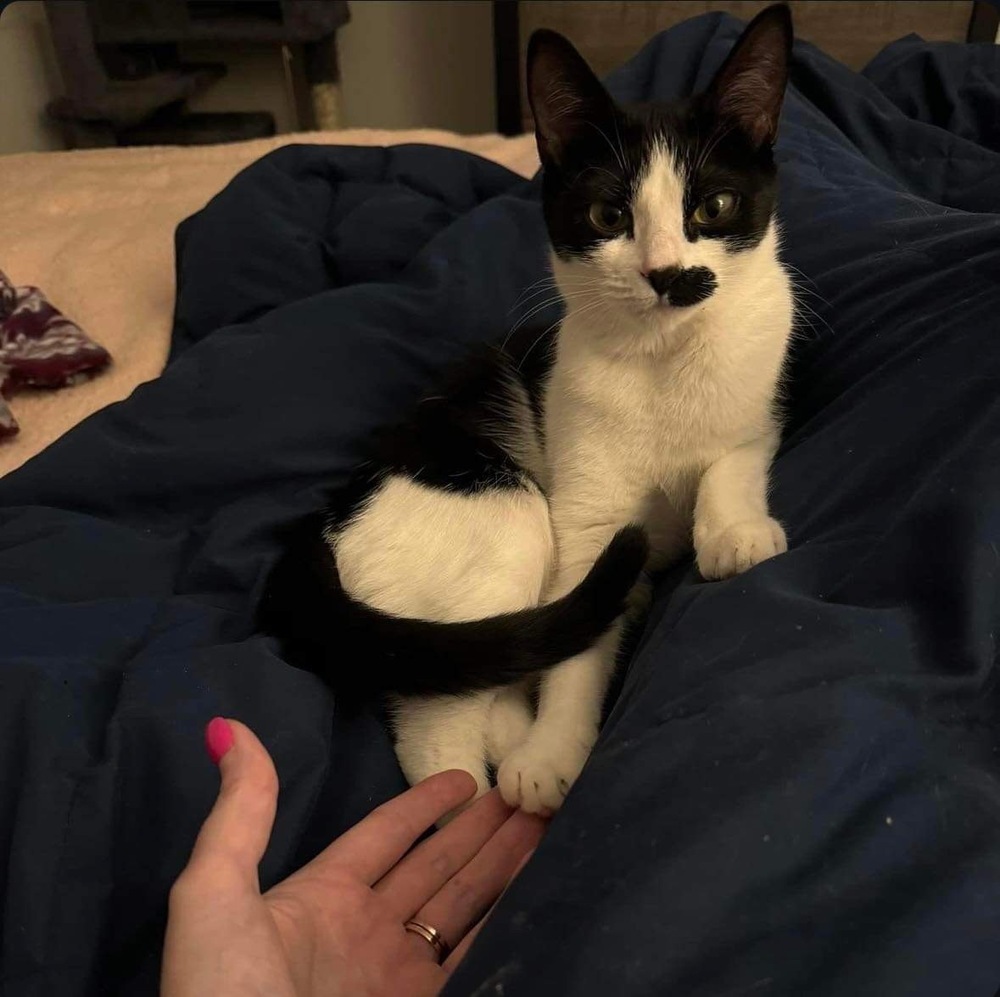 Suki, an adoptable Domestic Short Hair in Raleigh, NC, 27604 | Photo Image 1