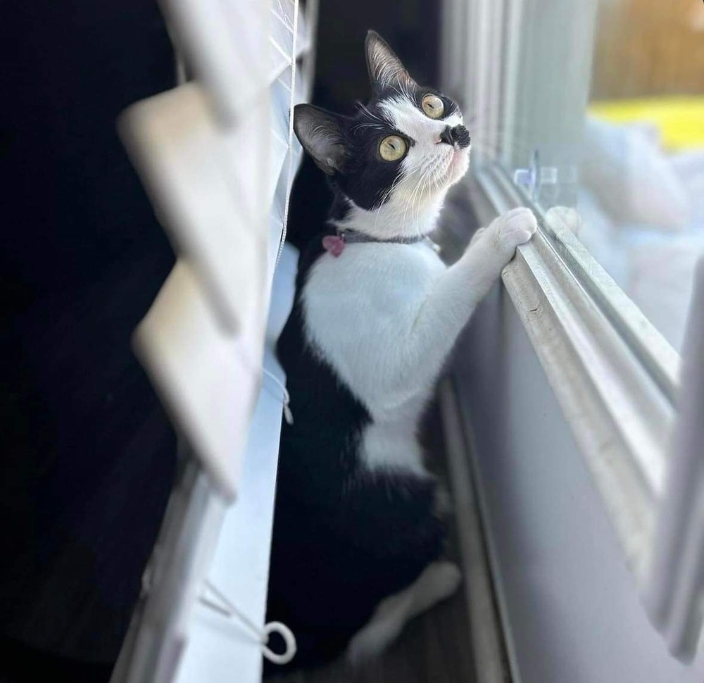 Suki, an adoptable Domestic Short Hair in Raleigh, NC, 27604 | Photo Image 2