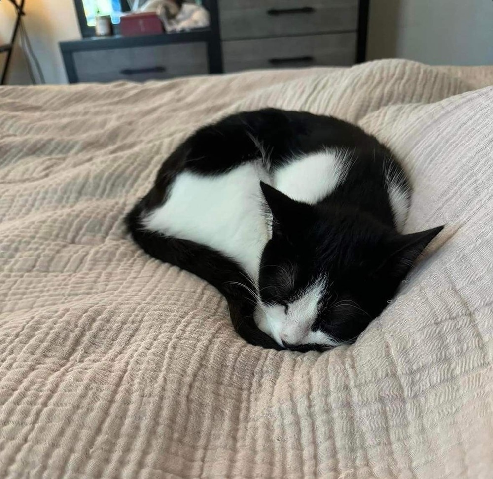 Suki, an adoptable Domestic Short Hair in Raleigh, NC, 27604 | Photo Image 3