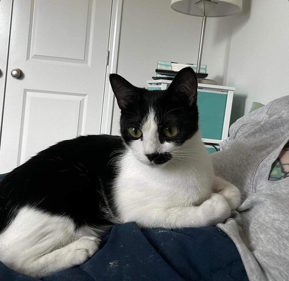 Suki, an adoptable Domestic Short Hair in Raleigh, NC, 27604 | Photo Image 4