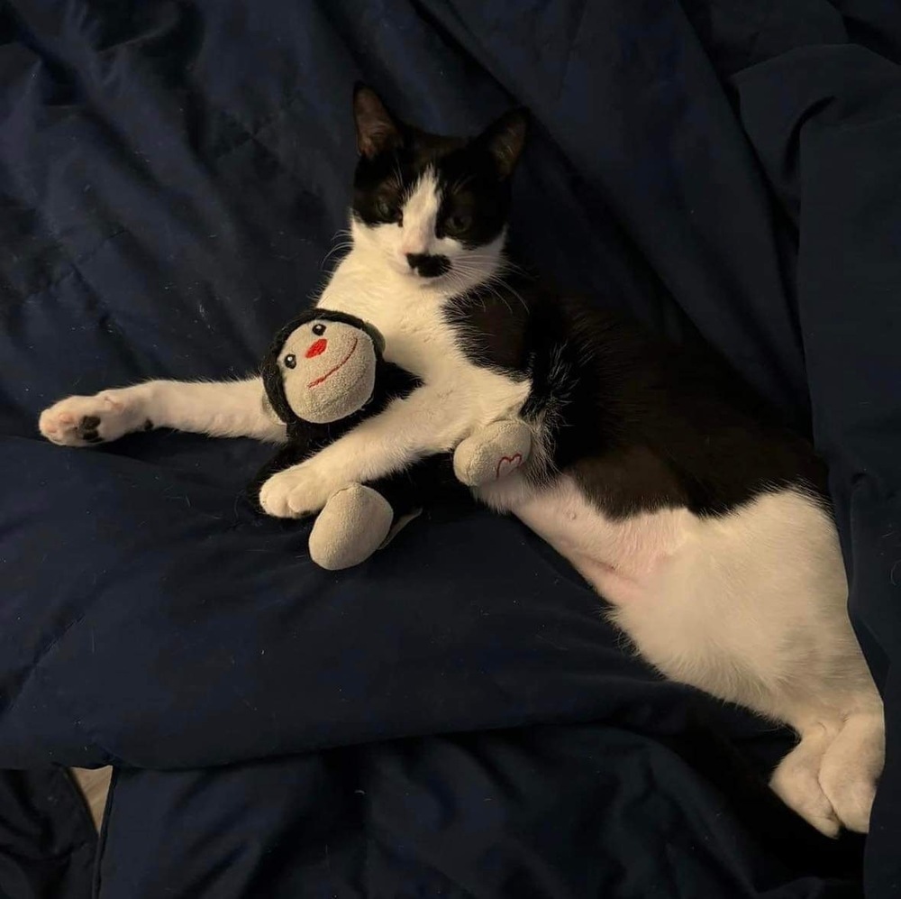 Suki, an adoptable Domestic Short Hair in Raleigh, NC, 27604 | Photo Image 5