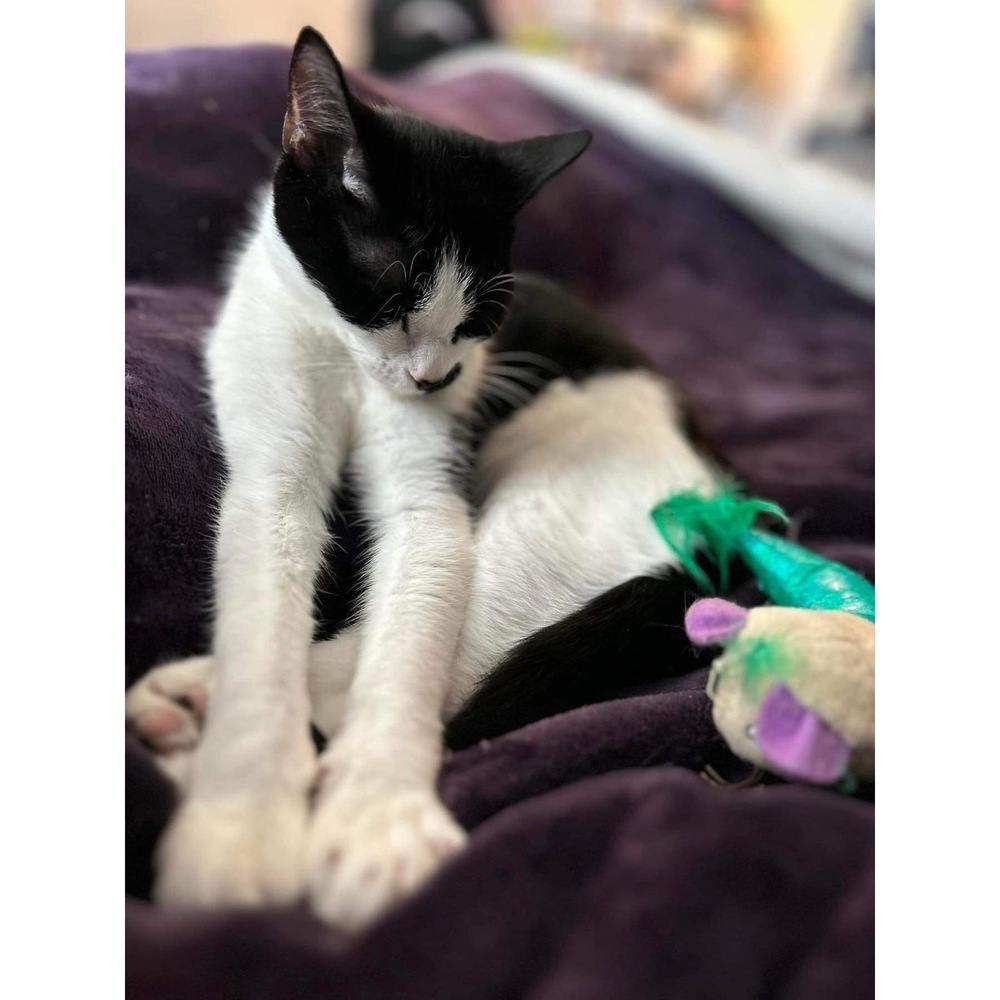 Suki, an adoptable Domestic Short Hair in Raleigh, NC, 27604 | Photo Image 6