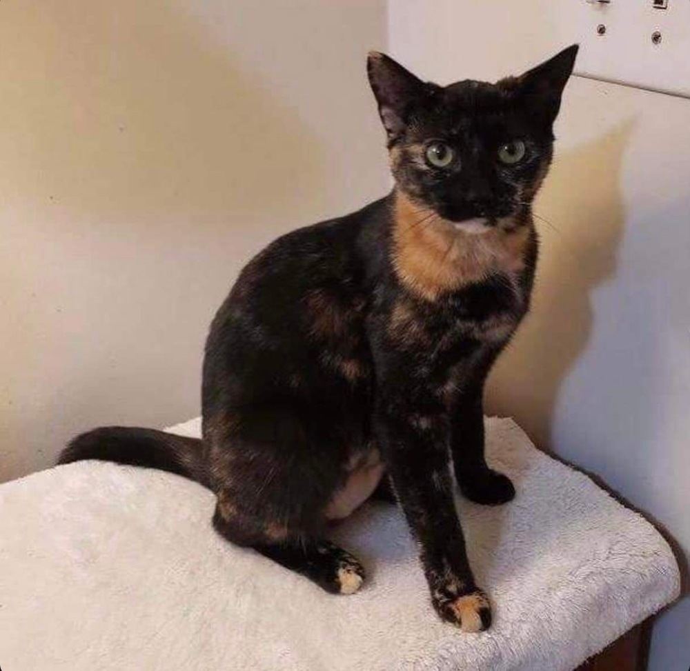 Peanut Butter, an adoptable Domestic Short Hair in Raleigh, NC, 27604 | Photo Image 1