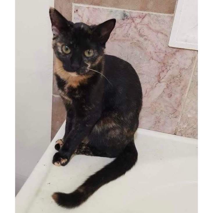 Peanut Butter, an adoptable Domestic Short Hair in Raleigh, NC, 27604 | Photo Image 2