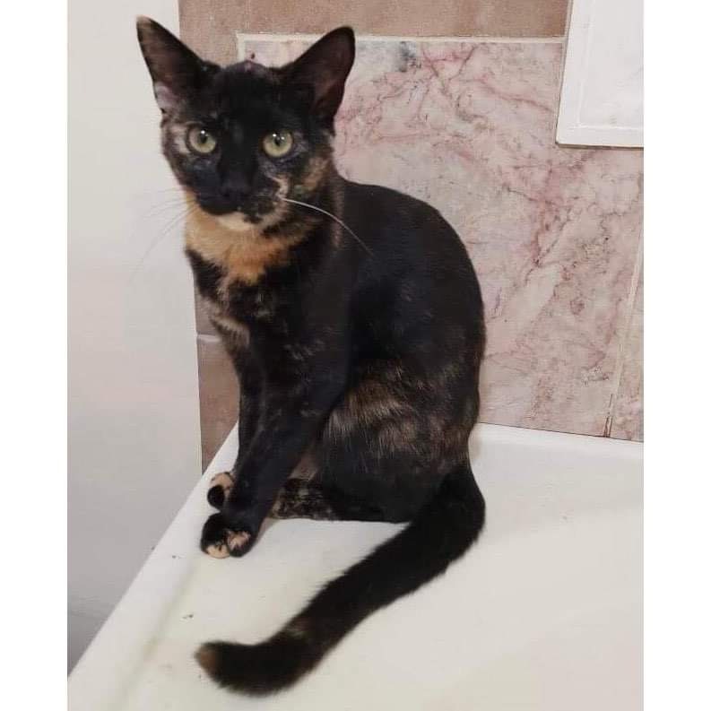 Peanut Butter, an adoptable Domestic Short Hair in Raleigh, NC, 27604 | Photo Image 3