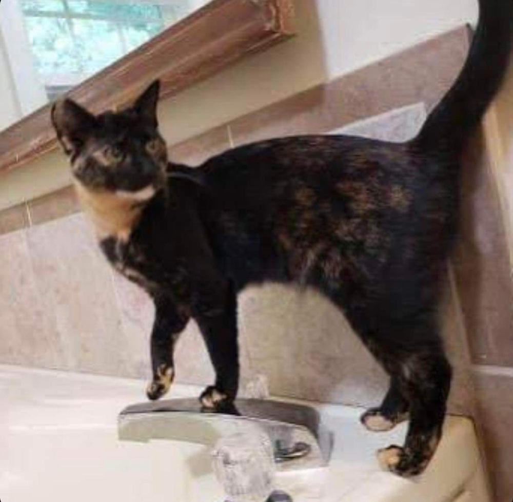 Peanut Butter, an adoptable Domestic Short Hair in Raleigh, NC, 27604 | Photo Image 4