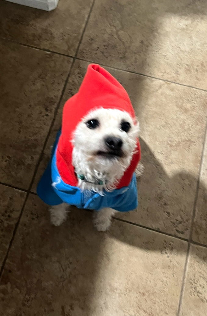 Bowie, an adoptable Maltese, Poodle in Escondido, CA, 92027 | Photo Image 1