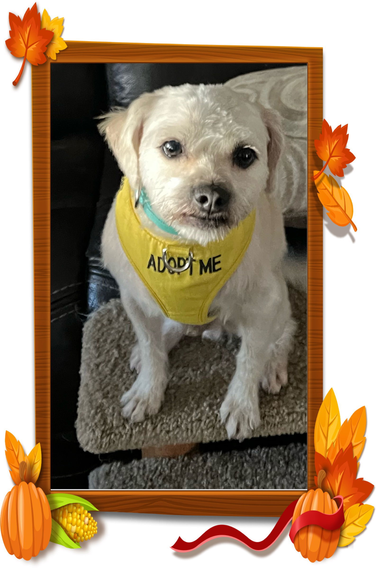 Bowie, an adoptable Maltese, Poodle in Escondido, CA, 92027 | Photo Image 2