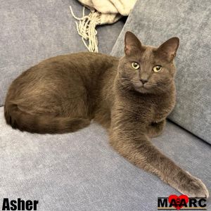 Asher Domestic Short Hair Cat