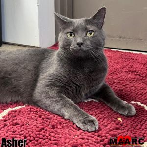 Meet Asher A 3-year-old male short-haired kitty Origin Story Asher was surrendered to us because 