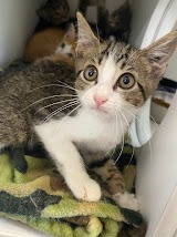 Smitty, Young Male Domestic Short Hair