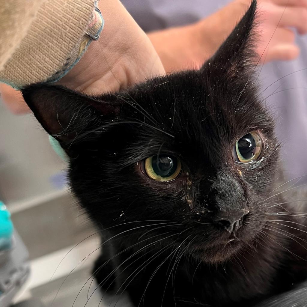 Mongoose, an adoptable Domestic Short Hair in Freeport, FL, 32439 | Photo Image 1