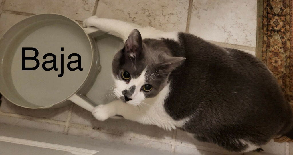 Baja **COURTESY POST**