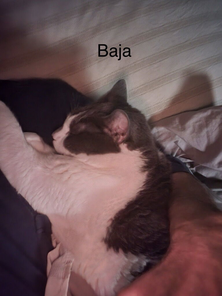 Baja **COURTESY POST**