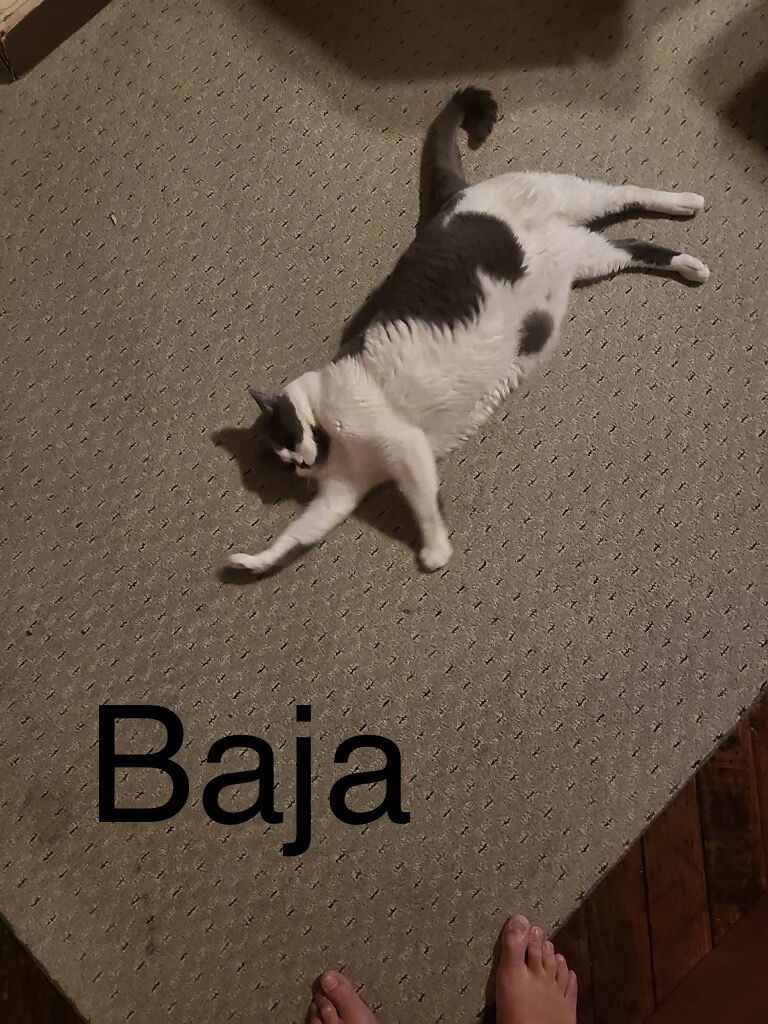 Baja **COURTESY POST**