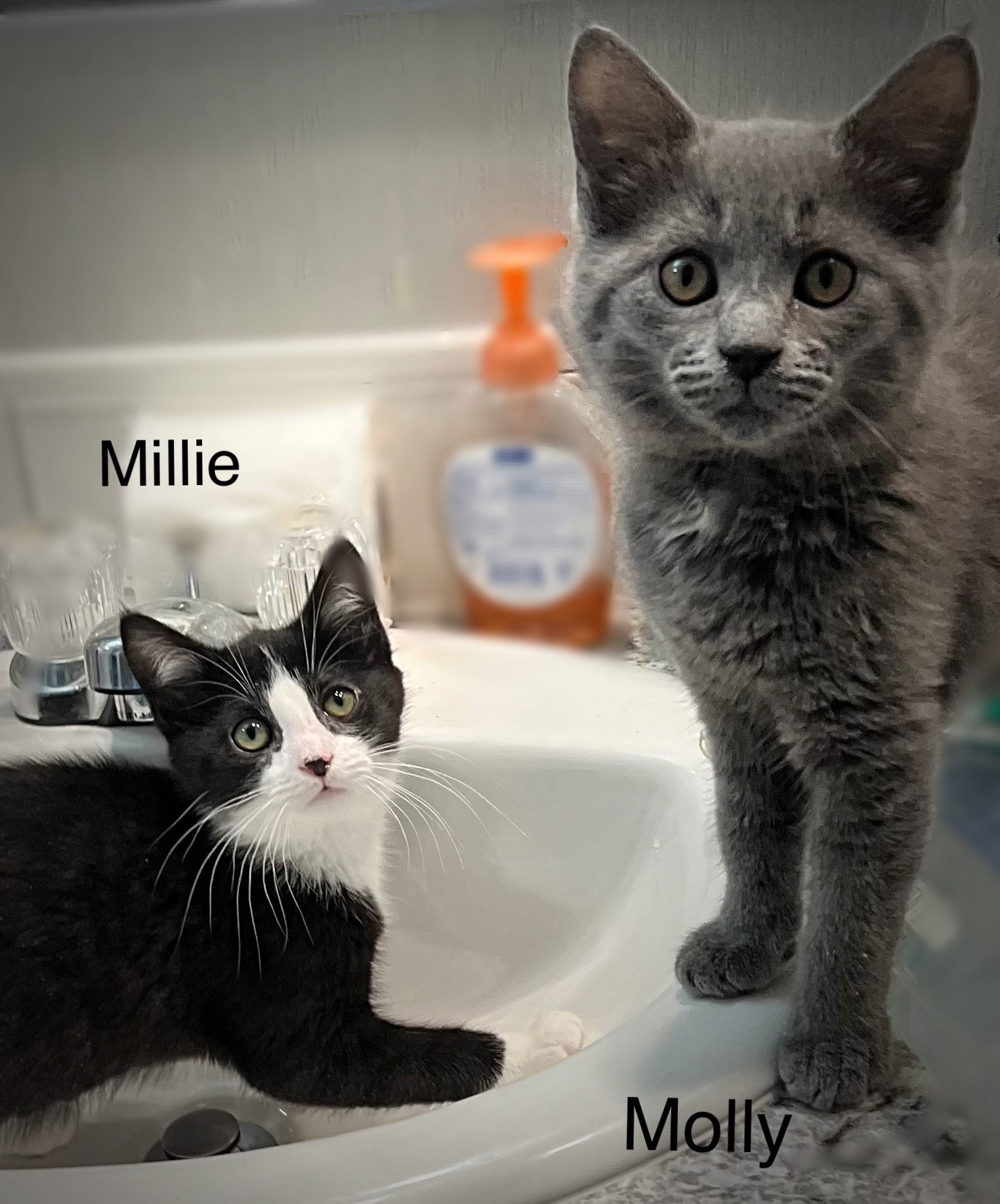 Mildred "Millie" (24-452) & Molly (24-453)