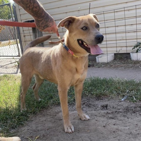 Milo, an adoptable Mountain Cur, Mixed Breed in Garden City, KS, 67846 | Photo Image 1