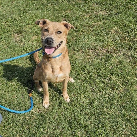 Milo, an adoptable Mountain Cur, Mixed Breed in Garden City, KS, 67846 | Photo Image 2