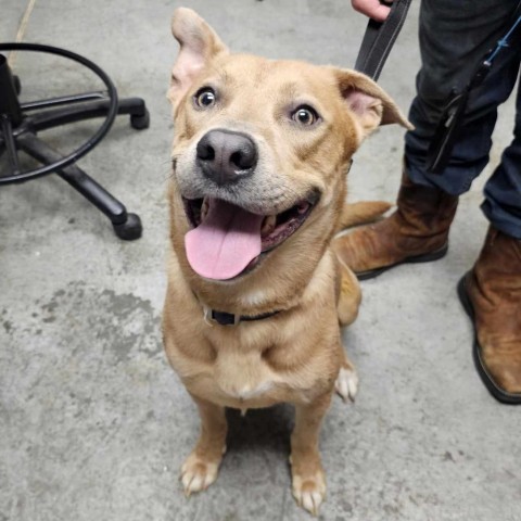 Milo, an adoptable Mountain Cur, Mixed Breed in Garden City, KS, 67846 | Photo Image 2