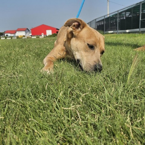 Milo, an adoptable Mountain Cur, Mixed Breed in Garden City, KS, 67846 | Photo Image 2