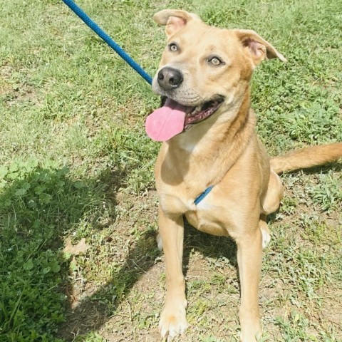 Milo, an adoptable Mountain Cur, Mixed Breed in Garden City, KS, 67846 | Photo Image 3