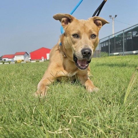 Milo, an adoptable Mountain Cur, Mixed Breed in Garden City, KS, 67846 | Photo Image 3