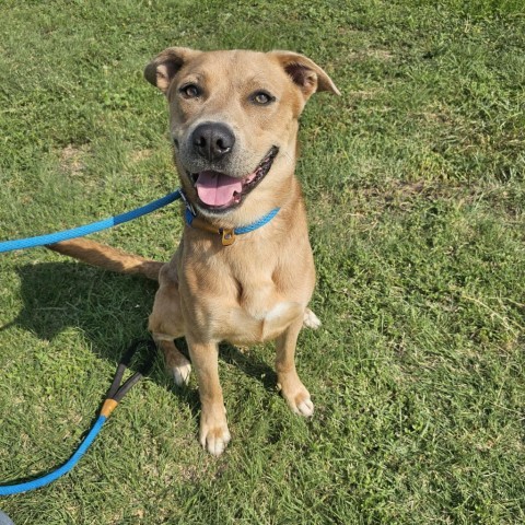 Milo, an adoptable Mountain Cur, Mixed Breed in Garden City, KS, 67846 | Photo Image 4