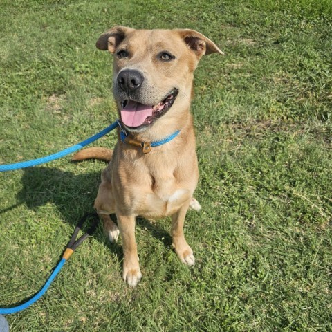 Milo, an adoptable Mountain Cur, Mixed Breed in Garden City, KS, 67846 | Photo Image 4