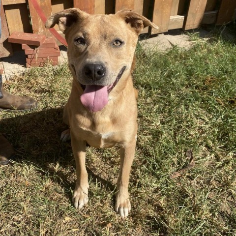 Milo, an adoptable Mountain Cur, Mixed Breed in Garden City, KS, 67846 | Photo Image 6