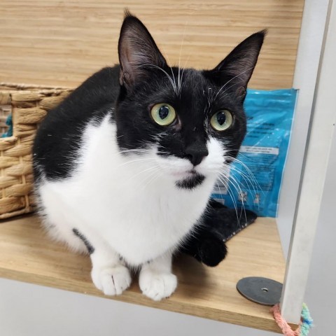 Ginny, an adoptable Domestic Short Hair in Park City, UT, 84098 | Photo Image 1