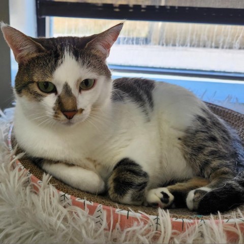 Georgia, an adoptable Domestic Short Hair in Park City, UT, 84098 | Photo Image 1