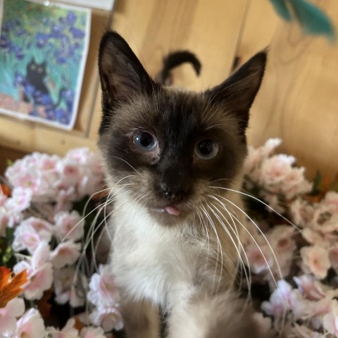 Kirby, an adoptable Domestic Short Hair in Park City, UT, 84098 | Photo Image 1