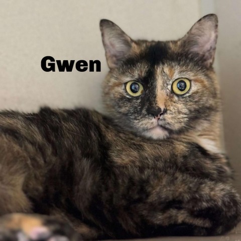 Gwen 240465, an adoptable Domestic Short Hair in Escanaba, MI, 49829 | Photo Image 1