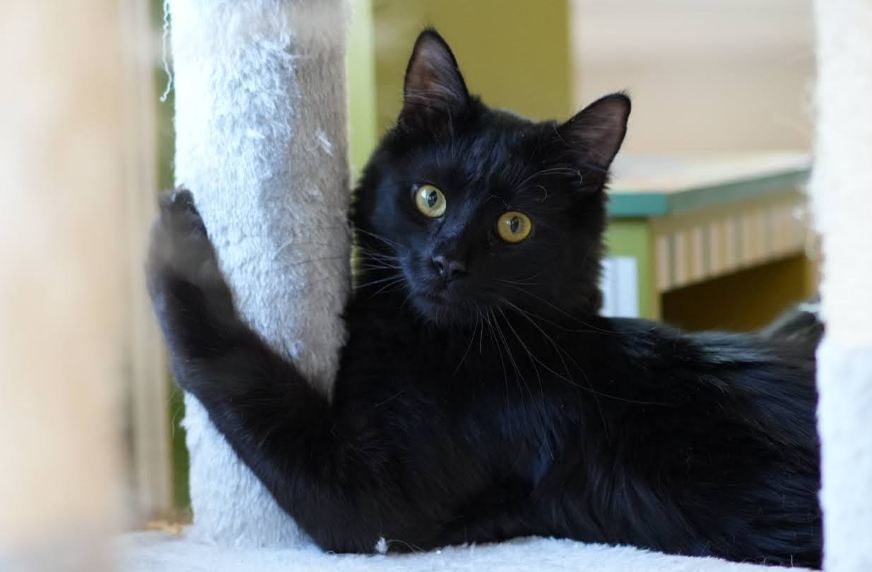 Sejanus, an adoptable Domestic Medium Hair, Nebelung in Walnut Creek, CA, 94596 | Photo Image 1