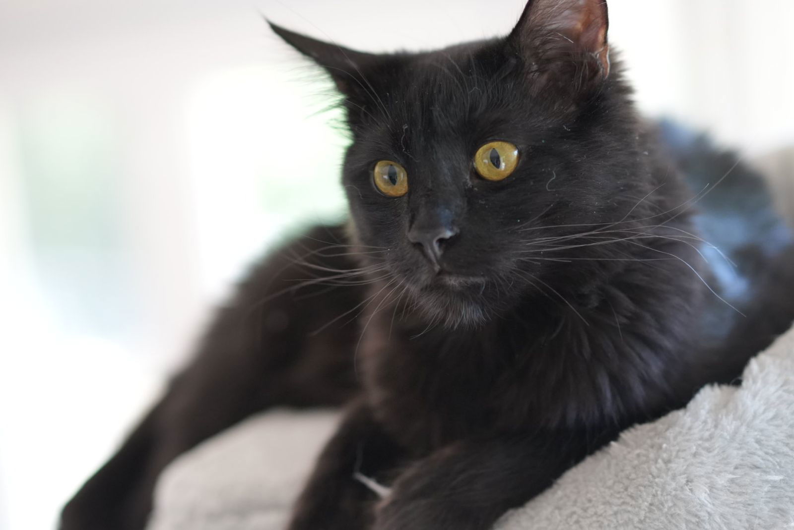 Sejanus, an adoptable Domestic Medium Hair, Nebelung in Walnut Creek, CA, 94596 | Photo Image 2