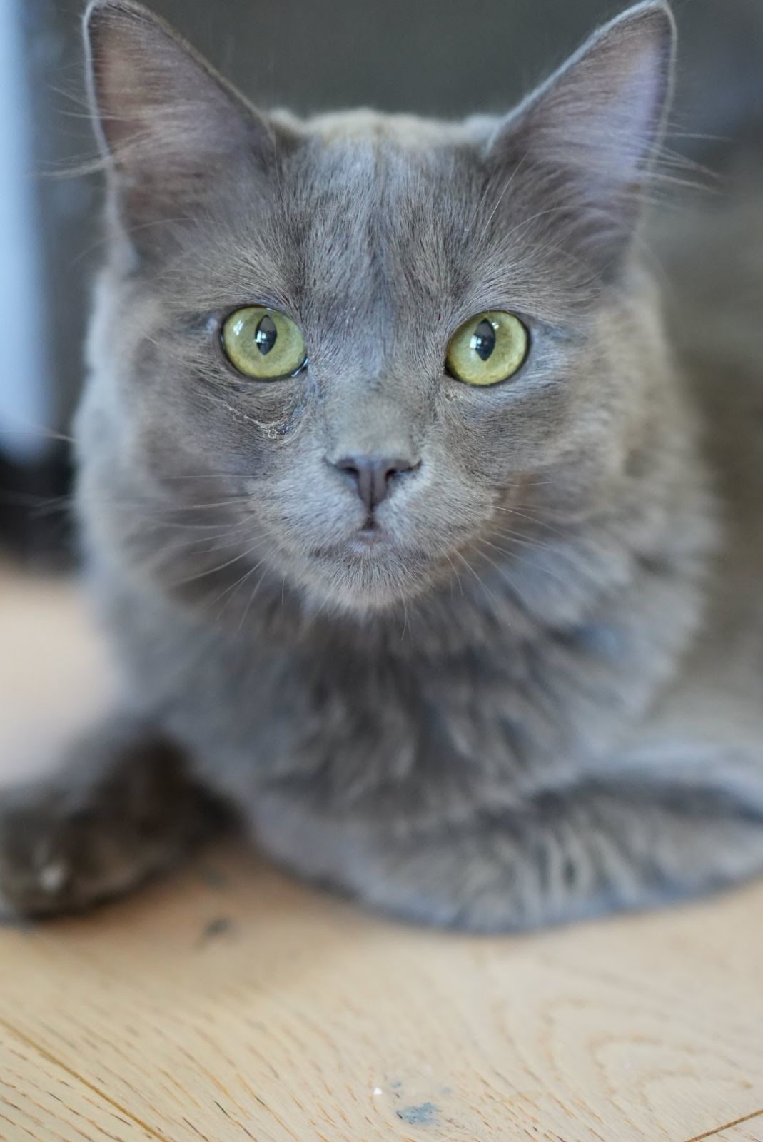 Jessup, an adoptable Russian Blue, Nebelung in Walnut Creek, CA, 94596 | Photo Image 1