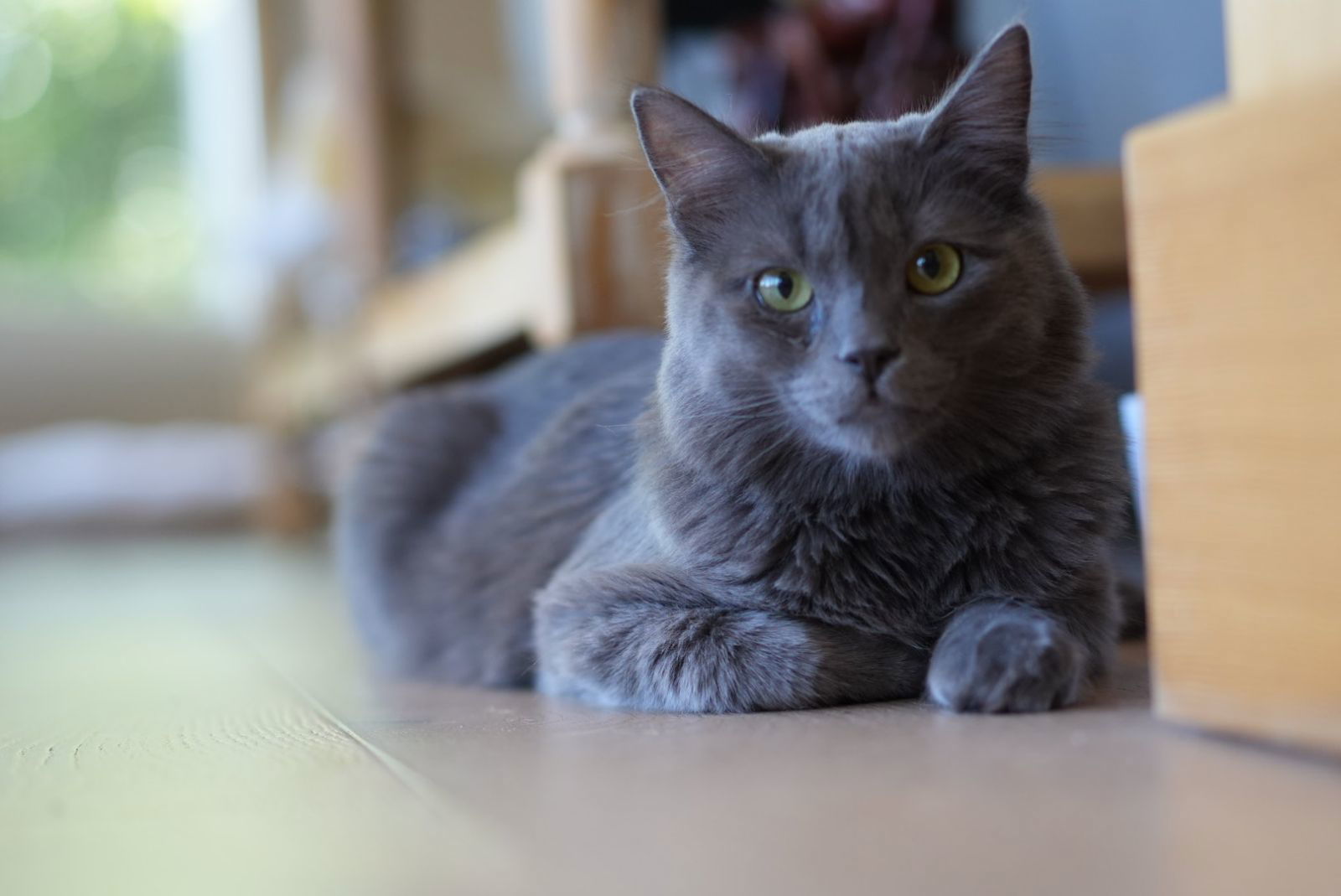 Jessup, an adoptable Nebelung, Russian Blue in Walnut Creek, CA, 94596 | Photo Image 2