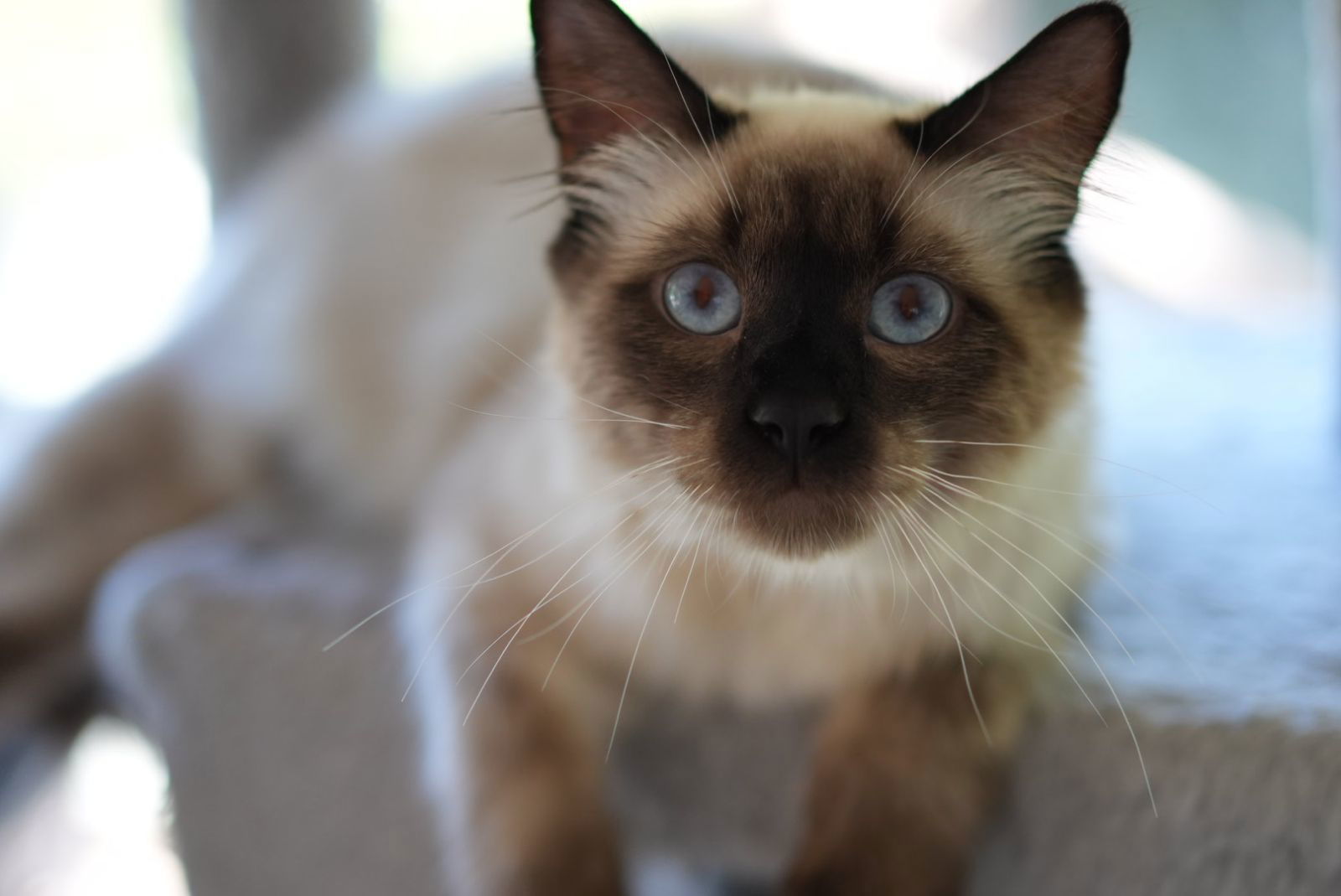 Coryo, an adoptable Siamese, Nebelung in Walnut Creek, CA, 94596 | Photo Image 1