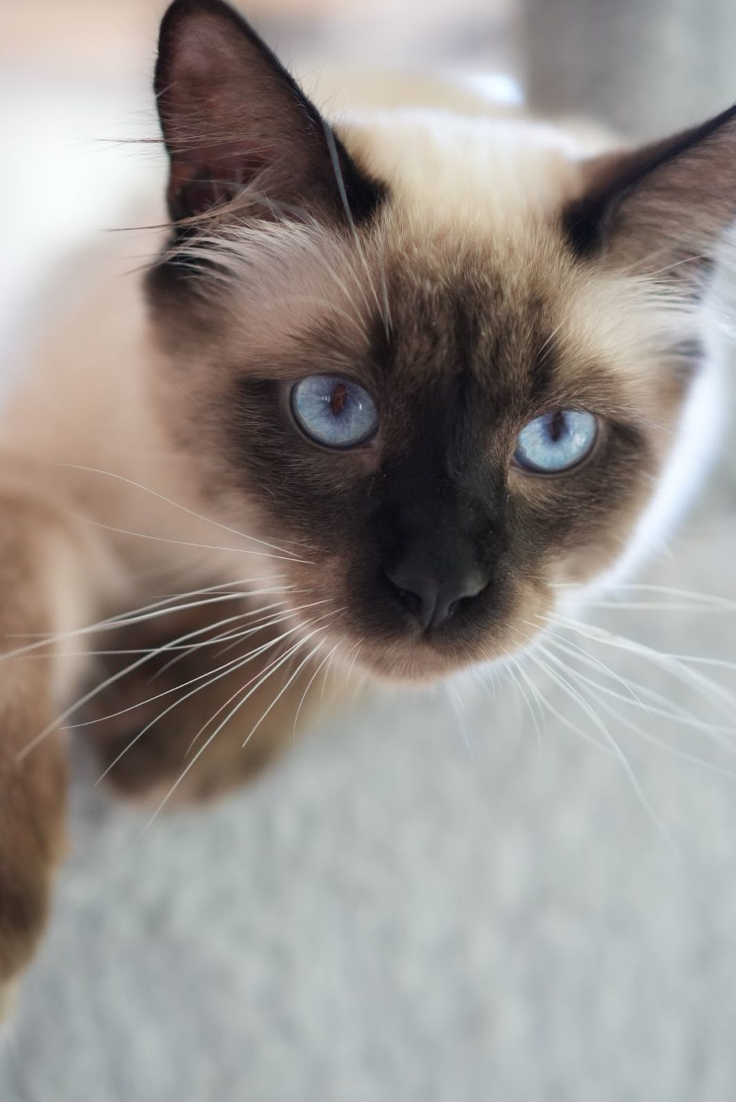 Coryo, an adoptable Siamese, Nebelung in Walnut Creek, CA, 94596 | Photo Image 2