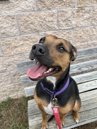 Dog for adoption - Starla, a Mixed Breed in Quakertown, PA | Petfinder