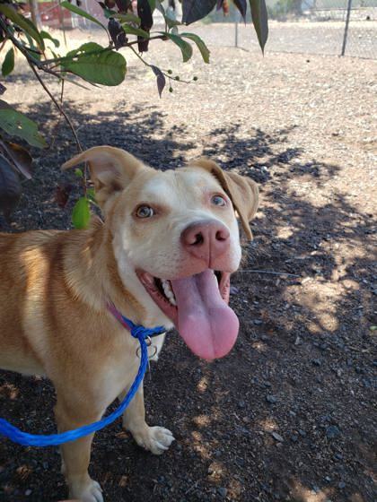 Lapatot, an adoptable Pit Bull Terrier, Mixed Breed in Pendleton, OR, 97801 | Photo Image 1