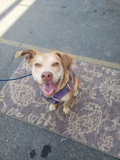 Lapatot, an adoptable Pit Bull Terrier, Mixed Breed in Pendleton, OR, 97801 | Photo Image 2