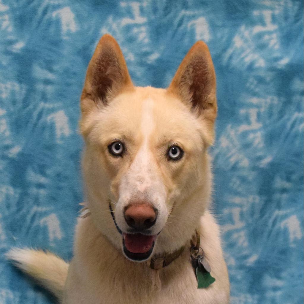 Canelo, an adoptable Siberian Husky in Eureka, CA, 95503 | Photo Image 1