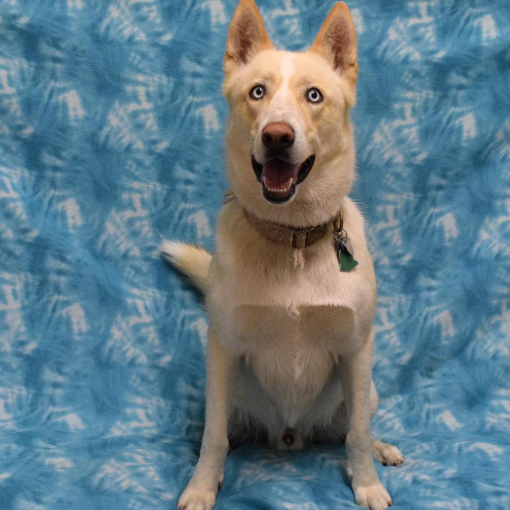 Canelo, an adoptable Siberian Husky in Eureka, CA, 95503 | Photo Image 2