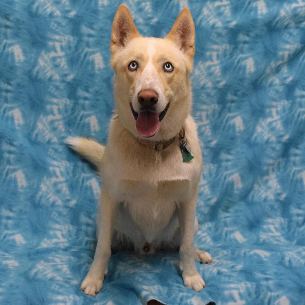 Canelo, an adoptable Siberian Husky in Eureka, CA, 95503 | Photo Image 3