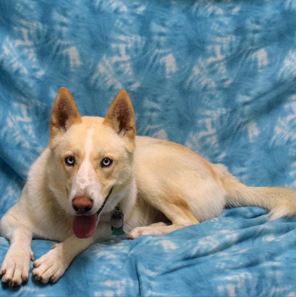 Canelo, an adoptable Siberian Husky in Eureka, CA, 95503 | Photo Image 4
