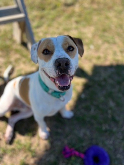 Ronald Weasley, an adoptable American Staffordshire Terrier, Mixed Breed in Neenah, WI, 54956 | Photo Image 1