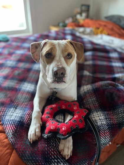 Ronald Weasley, an adoptable American Staffordshire Terrier, Mixed Breed in Neenah, WI, 54956 | Photo Image 1